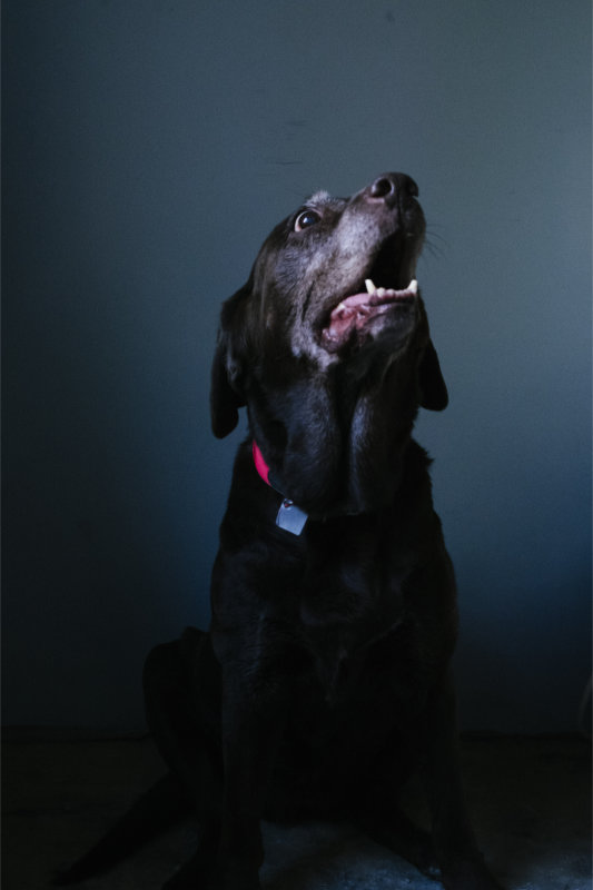 hund