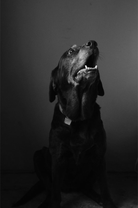 hundgrey